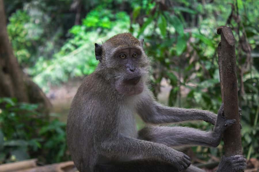 Khao Sok: Private Day Trekking, Jungle Dinner & Night Safari - Should you book this Khao Sok tour?