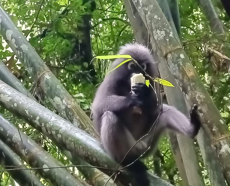 Khao Sok: Private Day Trekking, Jungle Dinner & Night Safari - Bamboo cooking turns dinner into the main event
