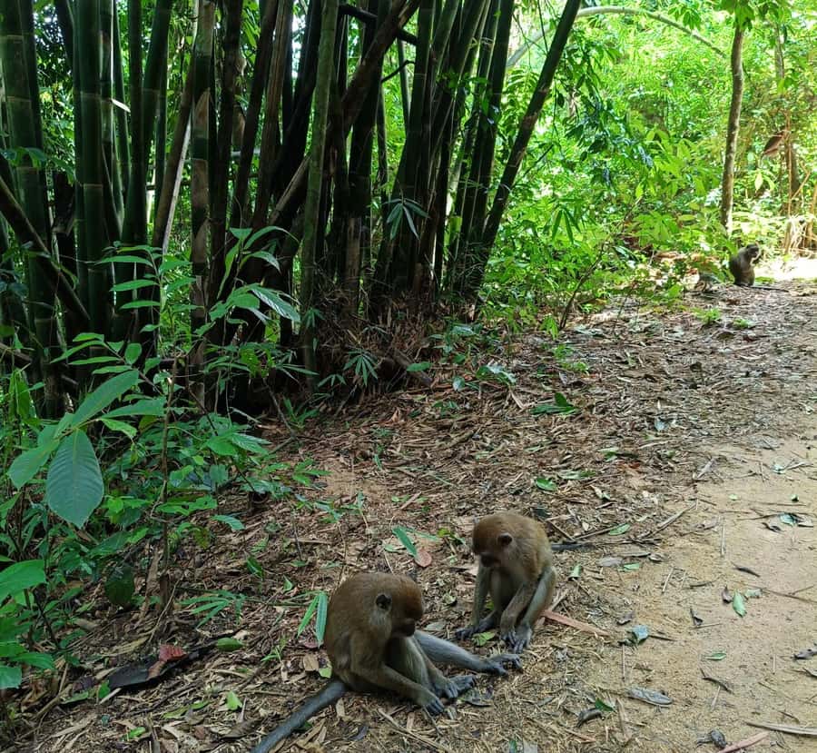 Khao Sok: Private Day Trekking, Jungle Dinner & Night Safari - The guide makes or breaks the experience