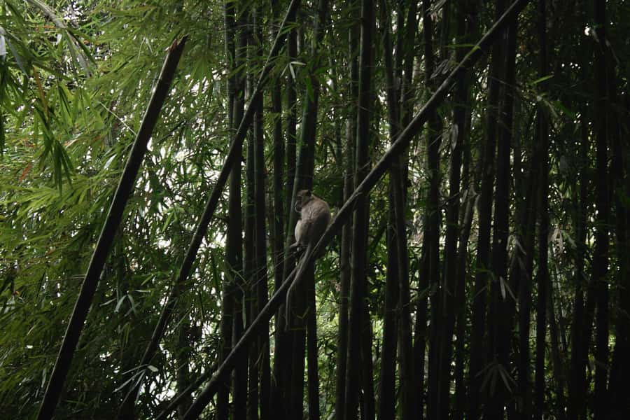 Khao Sok: Private Day Trekking, Jungle Dinner & Night Safari - Practical details that improve the day