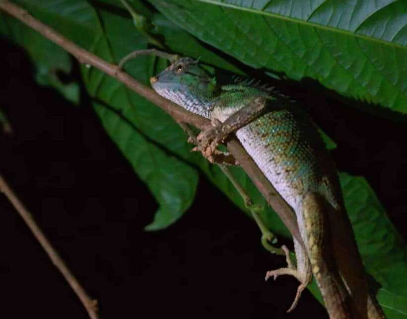 Khao Sok: Private Night Safari Adventure w/ Hotel Transfer - Key points at a glance
