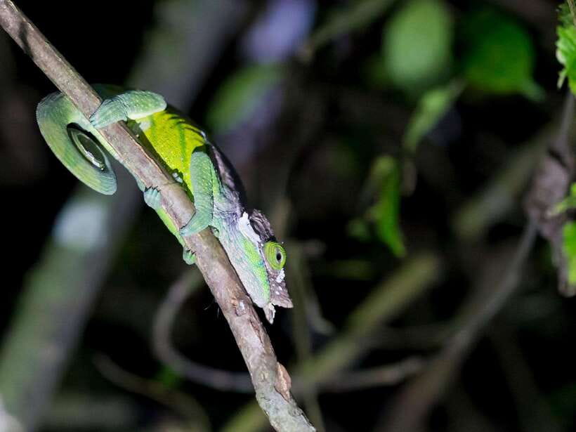 Khao Sok: Private Night Safari Adventure w/ Hotel Transfer - Who should book this night safari