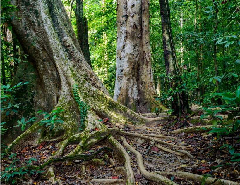 Khao Sok: Private Waterfalls and Wildlife Half-Day Trek - What wildlife you might actually see