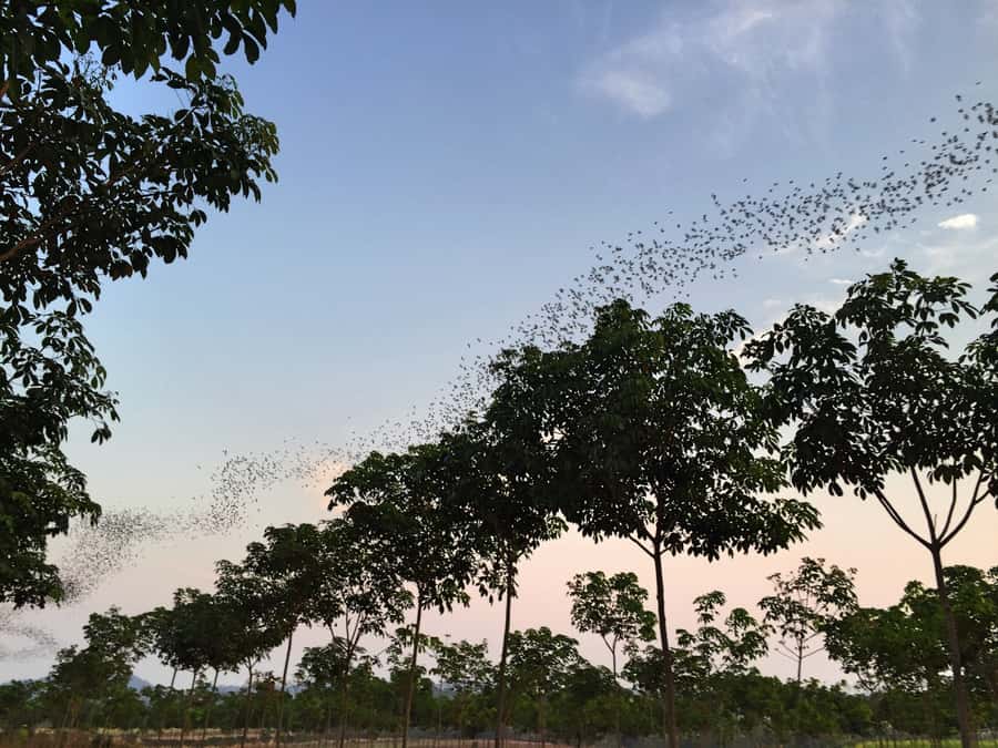 Khao Yai National Park: 2-Day Private Tour from Bangkok - Leaving Bangkok for Khao Yai