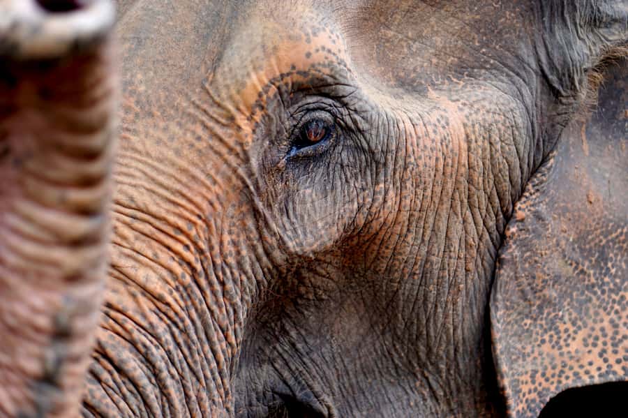 Khao Yai National Park: 2-Day Private Tour from Bangkok - The wild elephant search at dusk