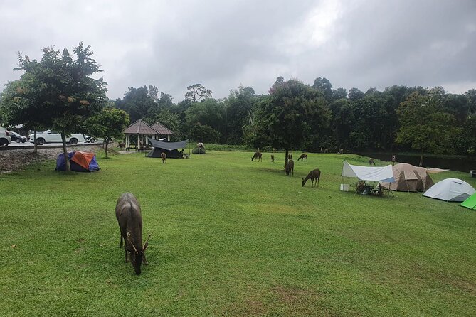 Khao Yai National Park Full Day - Lam Ta Khong Campground and its deer