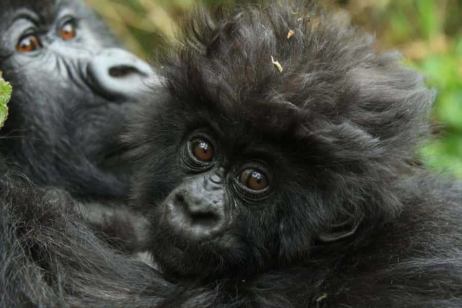 Kigali: Rwanda Gorilla Tracking in Volcanoes National Park - Why this gorilla day is worth the early alarm