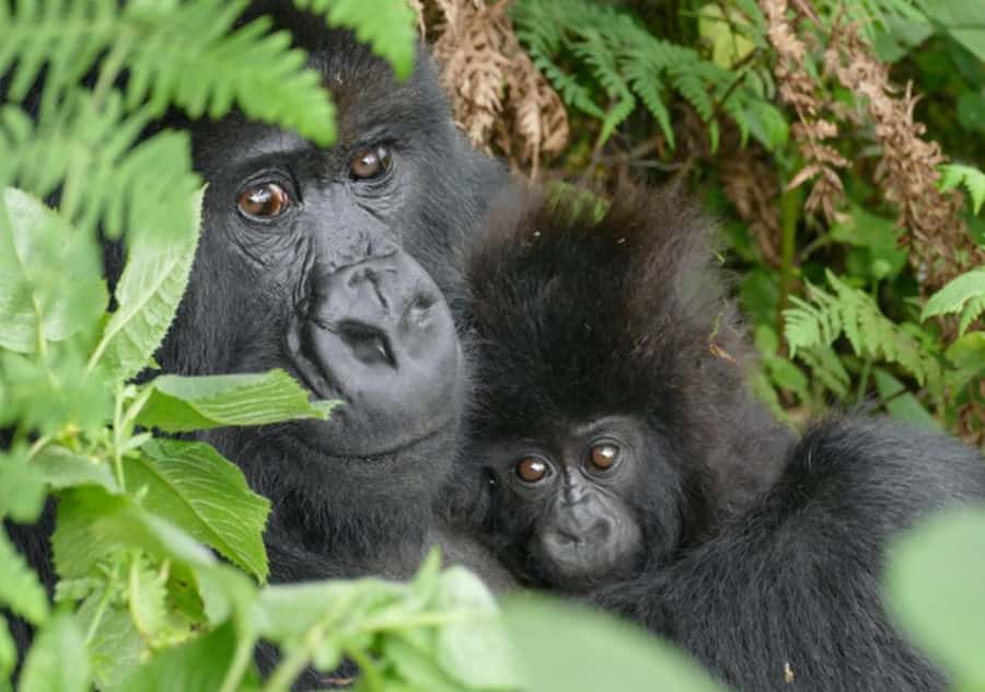 Kigali: Rwanda Gorilla Tracking in Volcanoes National Park - Coffee, rules, and the move to the trailhead