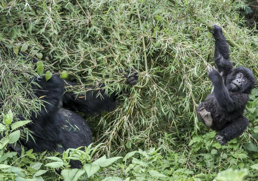 Kigali: Rwanda Gorilla Tracking in Volcanoes National Park - The 4:30am start from Kigali