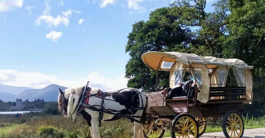 Killarney: Killarney National Park Private Tour - Starting at St. Mary’s Cathedral and Deenagh Lodge