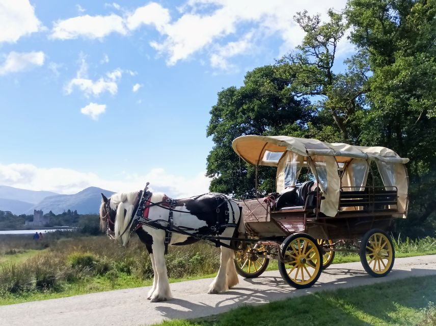 Killarney: Killarney National Park Private Tour - Wildlife, horses, and the pace of the ride