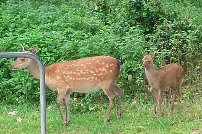 Killarney National Park Tour - Ross Castle: two ways to see it