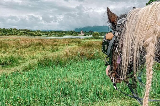 Killarney National Park Tour - Rain, comfort, and family appeal