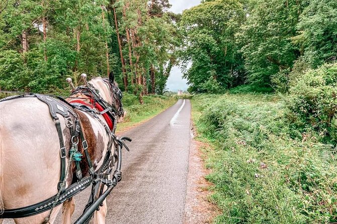 Killarney National Park Tour - Who should book this Killarney carriage ride?
