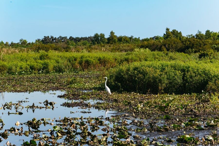 Kissimmee: Everglades Airboat Adventure Tour - Noise, Heat, and Comfort on the Boat