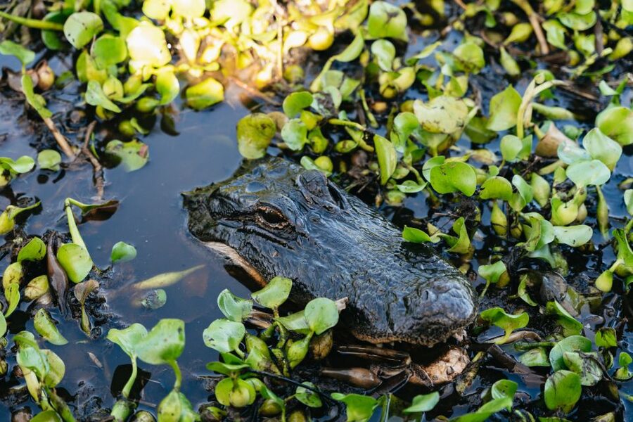 Kissimmee: Everglades Airboat Adventure Tour - Who Should Book This Kissimmee Nature Trip