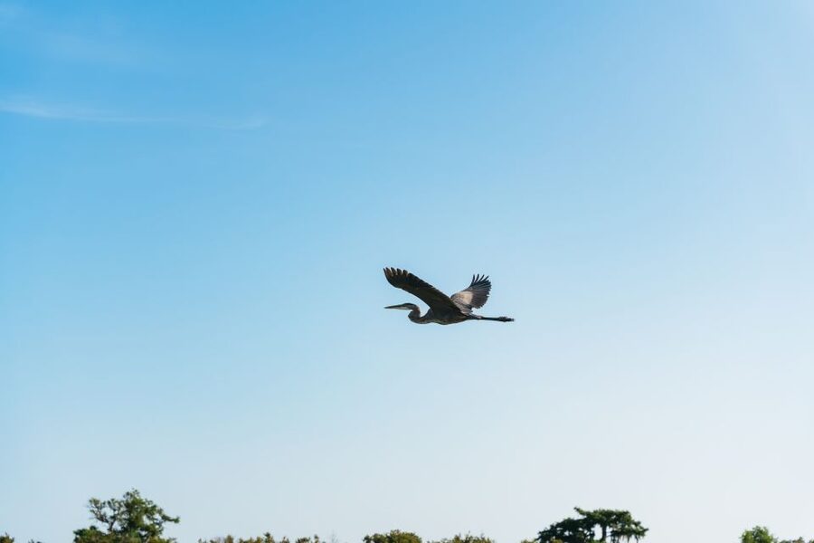 Kissimmee: Everglades Airboat Adventure Tour - Why the 90-Minute Option Can Be Worth the Extra Time