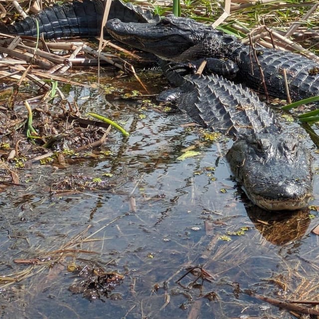 Kissimmee: Everglades Alligator and Wildlife Airboat Tour - Speeding through the Everglades headwaters