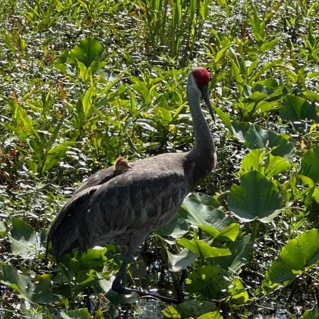 Kissimmee: Everglades Alligator and Wildlife Airboat Tour - The baby alligator encounter