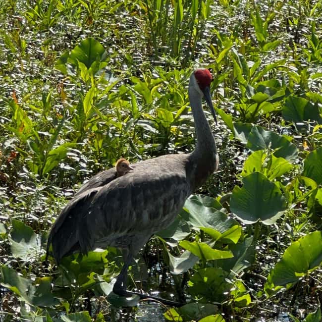 Kissimmee: Everglades Alligator and Wildlife Airboat Tour - Why the guide can make or break a short ride