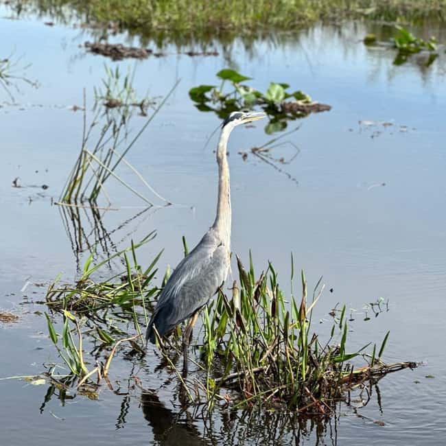 Kissimmee: Everglades Alligator and Wildlife Airboat Tour - Simple planning details that matter