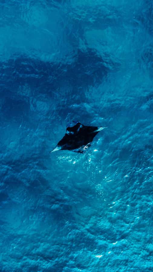 Komodo Full Day Speedboat Tour from Labuan Bajo - Manta Point: a search, not a promise