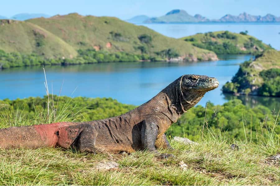 Komodo Island: Komodo Dragons & Islands Day Tour - Key points to know before booking