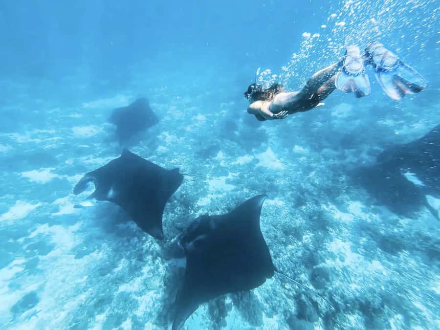 Komodo Island: Komodo Dragons & Islands Day Tour - Komodo Island: seeing the dragons in their own territory