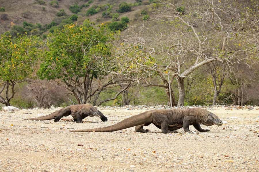 Komodo Island: Komodo Dragons & Islands Day Tour - Manta Point: spectacular when nature cooperates