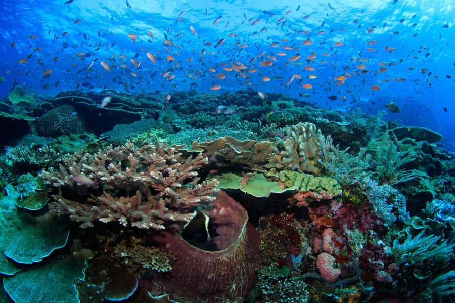 Komodo Island: Komodo Dragons & Islands Day Tour - Kanawa Island: the final chance to snorkel