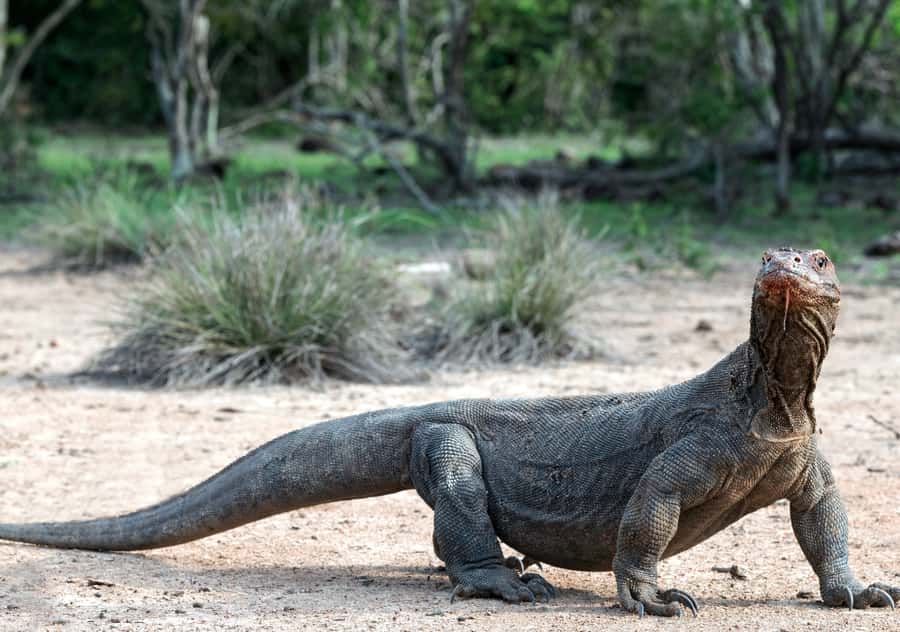 Komodo Island: Private 3-Day Tour with Boat and Hotel Stay - What this Komodo trip is really selling