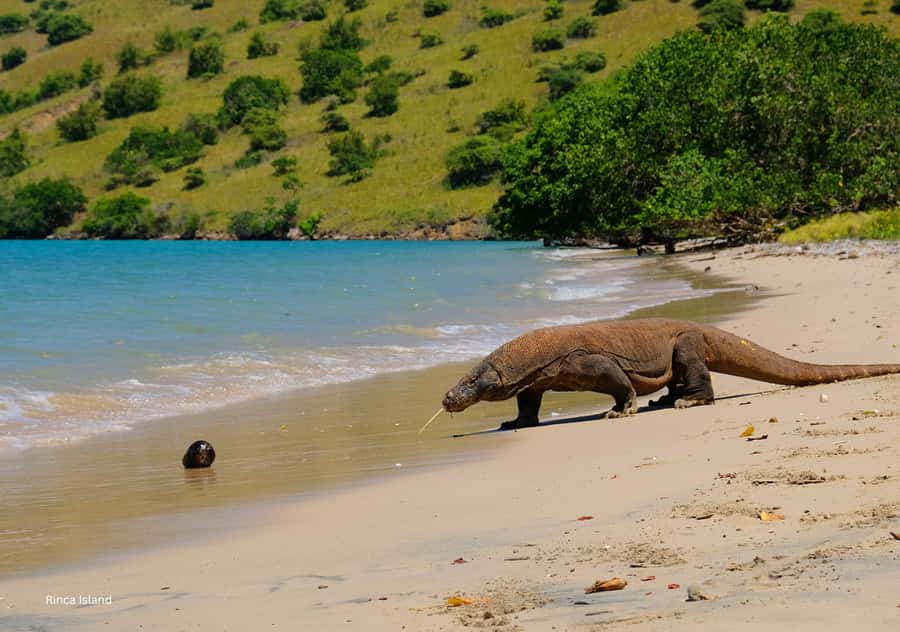 Komodo Island: Private 3-Day Tour with Boat and Hotel Stay - How good is the $1,375 value?