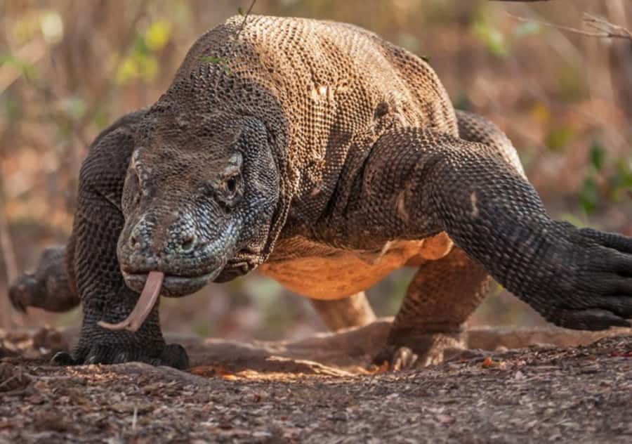 Komodo Island: Private 3-Day Tour with Boat and Hotel Stay - Day one: Bidadari snorkeling and a night by Padar