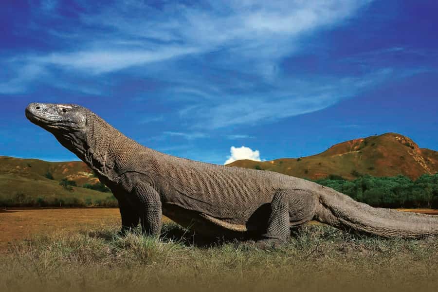 Komodo Islands: Private 2-Day Wooden Boat Tour - What $975 buys you on the Komodo seas
