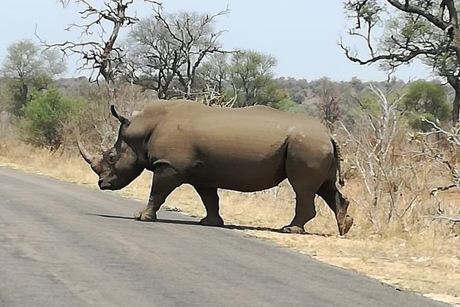 Kruger National Park. 3 Days Best Ever Safari from Cape Town - Why this Cape Town to Kruger shortcut works