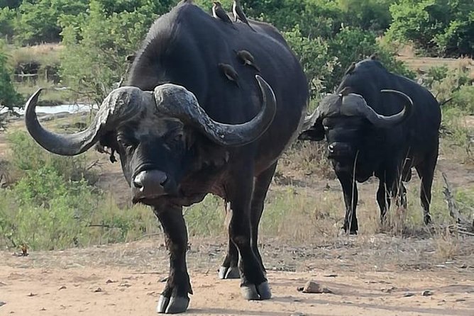 Kruger National Park. 3 Days Best Ever Safari from Cape Town - Guides, group size, and the feel of the safari vehicle