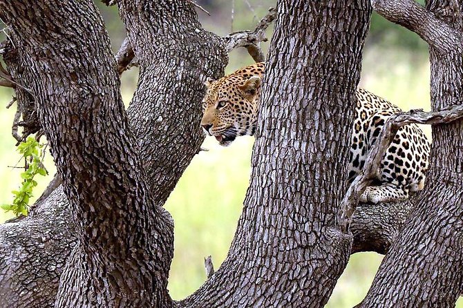 Kruger National Park. 3 Days Best Ever Safari from Cape Town - Who should choose this fast safari