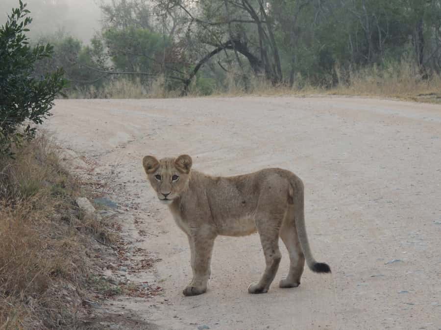 Kruger National Park: Full-Day Game Drive with Pickup - An early start in an open Kruger vehicle