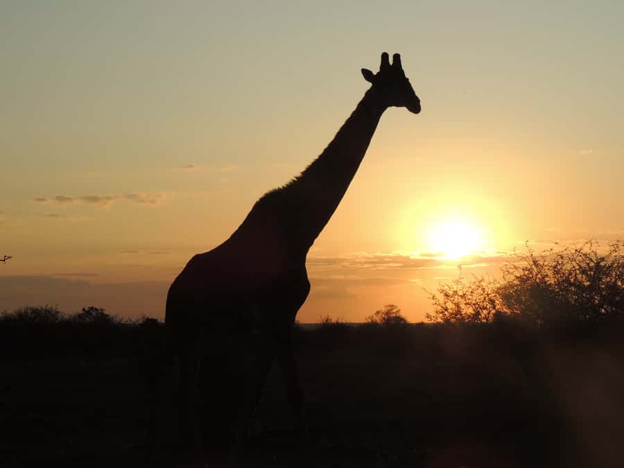 Kruger National Park: Full-Day Game Drive with Pickup - Following gravel roads in search of the Big Five