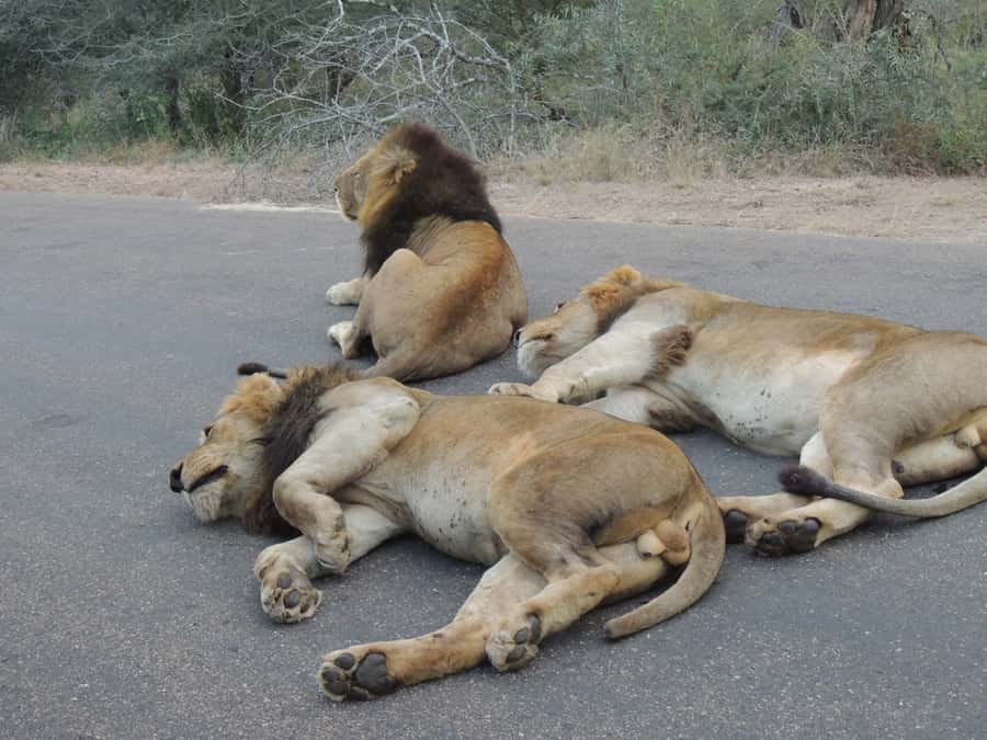 Kruger National Park: Full-Day Game Drive with Pickup - Breakfast and lunch at a Kruger rest camp