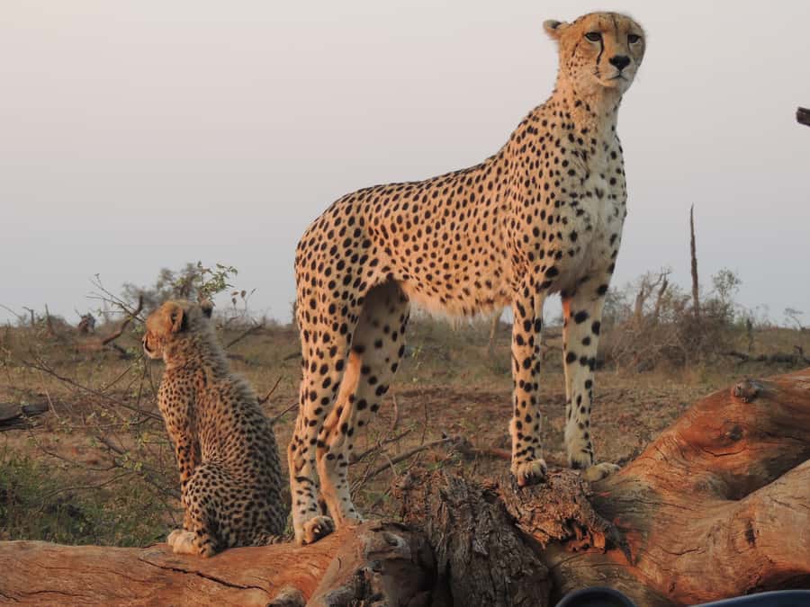 Kruger National Park: Full-Day Game Drive with Pickup - The afternoon drive and the cost of a full day