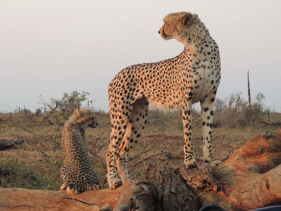 Kruger National Park: Full-Day Game Drive with Pickup - Comfort, group size, and what to pack