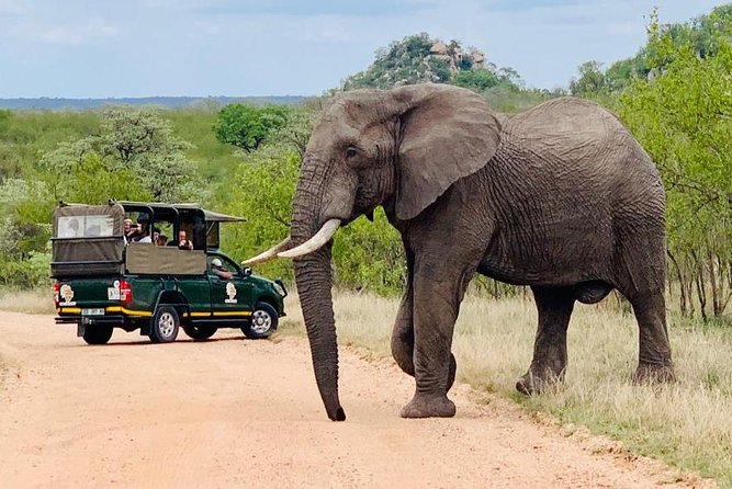 Kruger National Park Full Day Private safari - Why the 5:30 am departure is worth it