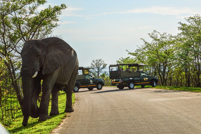 Kruger National Park Full Day Private safari - Senzo, Didi, and Patrick bring different strengths