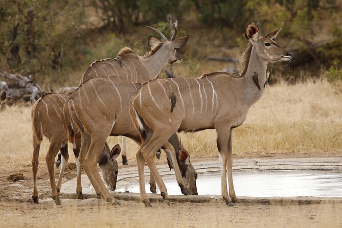 Kruger National Park Full Day Private safari - What the $158.16 price really covers