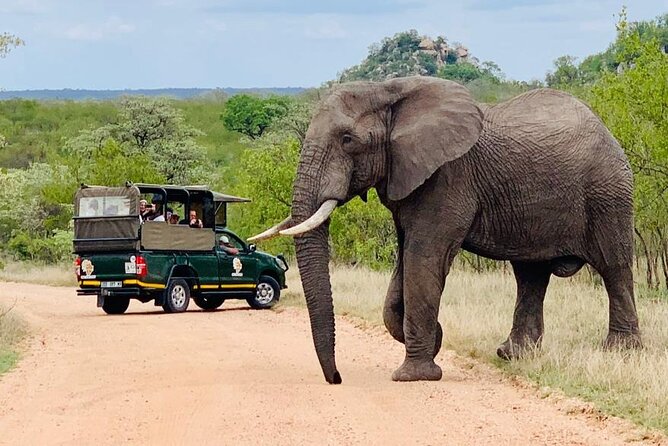 Kruger National Park Full Day Private safari - Should you book this private Kruger safari?