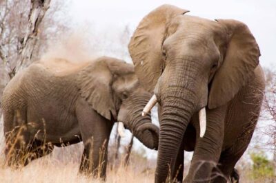 Kruger National Park Full-Day Safari