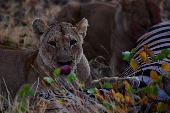 Kruger National Park Full Day Tour Minimum 2people - What the Kruger game drive is really about