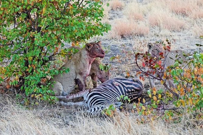 Kruger National Park Full Day Tour Minimum 2people - Communication and guide quality