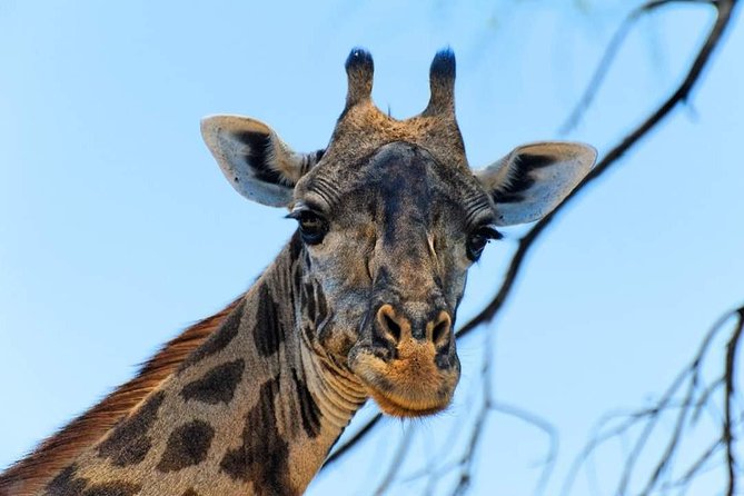 Kruger National Park Full Day Tour Minimum 2people - Practical details before you book